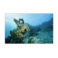 Наклейка з рибами і морською флорою для акваріума 40х65 див.