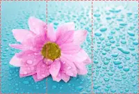 Фотообои текстурированные, виниловые Цветы, 250х380 см, fo01inV_fl102483