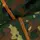 Лонгслив Basic 2.0 Cotton Flecktarn (2365), XXXL
