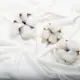 Ткань трикотаж вискоза Валенсия