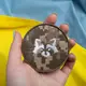 Шеврон на липучке Енот круглый 7,5 см вышитый патч нашивка пиксель