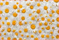 Фотошпалери текстуровані, вінілові Квіти, 250х380 см, fo01inV_fl13423