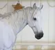 Статуэка Лошадь большая белая 44*36*15 Гранд Презент SM00051