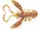 Твістер (рак) Lucky John Rock Craw 2 "Green Pumpkin 10шт