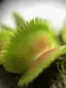 Растение Хищник Венерина мухоловка Дентан AlienPlants Dionaea muscipula Dentate размер L