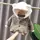 Пальто для мальчика Bear коричневое 1702, размер 120