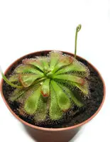 Рослина хижака Росянка Алісіа AlienPlants Drosera Aliciae розмір М горщик 9 см