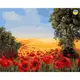 Картина по номерам "Украинские маки" 40x50 см
