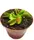 Растение Хищник Венерина мухоловка Дентата AlienPlants Dionaea muscipula Dentate размер S