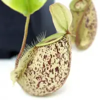 Рослина хижак Непентес Хукеріана AlienPlants Nepenthes "Hookeriana"