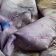 Ткань плательная атлас шелк люрекс Полоса бузок