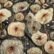 Наволочка на подушку 70х70 WISH FLOWER