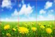 Фотообои текстурированные, виниловые Цветы, 250х380 см, fo01inV_fl11910