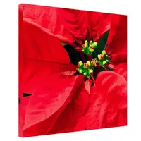 Картина на холсте Цветок рождественник 50x50 см (H5050_15NG008)
