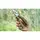 Multi Tool Ganzo G107 (G2016P)