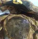 Детский надувной костюм динозавра Тираннозавра RESTEQ, косплей T-Rex, костюм для праздника и карнавала, коричневый, рост 90–130 см