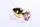 Анальная пробка,Gold Pink Topaz, L