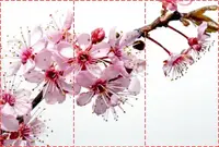 Фотообои текстурированные, виниловые Цветы, 250х380 см, fo01inV_fl101847