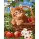Картина по номерам "Рыжий котенок и яблоки" 40х50 см
