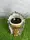 Чаша для кальяна Monster Bowls SHAMAN SKULL GLZ