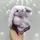Мягкая игрушка Plush and Co ЗАЙЧИК (ВИД 3) 16 см с ушками