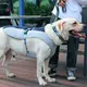 Шлея для собак TUFF HOUND TH00205 Blue M летняя дышащая 52-64 см