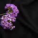 Ткань костюмная однотонная Прато черная