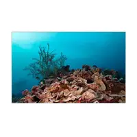 Підводне море з флорою у ваш акваріум 55х90 див.