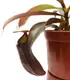 Непентесы Сангвинея Растение хищник AlienPlants Nepenthes Sanguinea