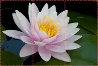 Фотообои текстурированные, виниловые Цветы, 250х380 см, fo01inV_fl10853