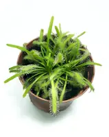 Рослина хижак Росянка Капська AlienPlants Drosera Capensis