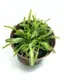 Растение хищник Росянка Капская AlienPlants Drosera Capensis