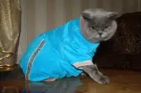 Комбинезон для котов Кнопка из велюра 39х39 см