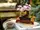 Конструктор LEGO Botanicals Дерево бонсай 878 деталей (10281)