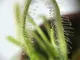 Растение хищник Росянка Капская AlienPlants Drosera Capensis