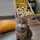 Шезлонг деревянный Relax baby (SHZL_19L025)