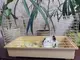 Клетка для грызунов Кролик 570х300х335 краска разные цвета