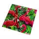 Весы напольные Rotex Flamingo RSB06-P 150 кг