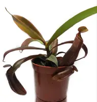 Непентеси Сангвінея Рослина хижак AlienPlants Nepenthes Sanguinea