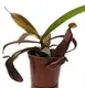 Непентесы Сангвинея Растение хищник AlienPlants Nepenthes Sanguinea