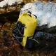 Водонепроницаемый рюкзак Naturehike CNH22BB003, 25 л, желтый