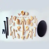 Модель кістяка людини Edu-Toys збірна 24 см (SK057)