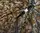 Парасолька Flagman Camo Umbrella With Tent 2.5м