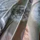 Постельное белье Нежная кульбабка Сатин MERISET - Семейный на резинке