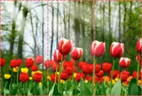 Фотообои текстурированные, виниловые Цветы, 250х380 см, fo01inV_fl12624