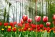 Фотообои текстурированные, виниловые Цветы, 250х380 см, fo01inV_fl12624
