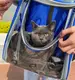 Рюкзак для переноски животных с прозрачными стенками CosmoPet CP-25 для кошек и собак Blue