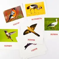 Карточки мини Птицы (110х110 мм) (укр)