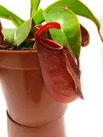 Рослина хижак Непентес Кривава Мері AlienPlants Nepenthes Bloody Merry