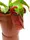 Растение хищник Непентес Кровавая Мэри AlienPlants Nepenthes Bloody Merry